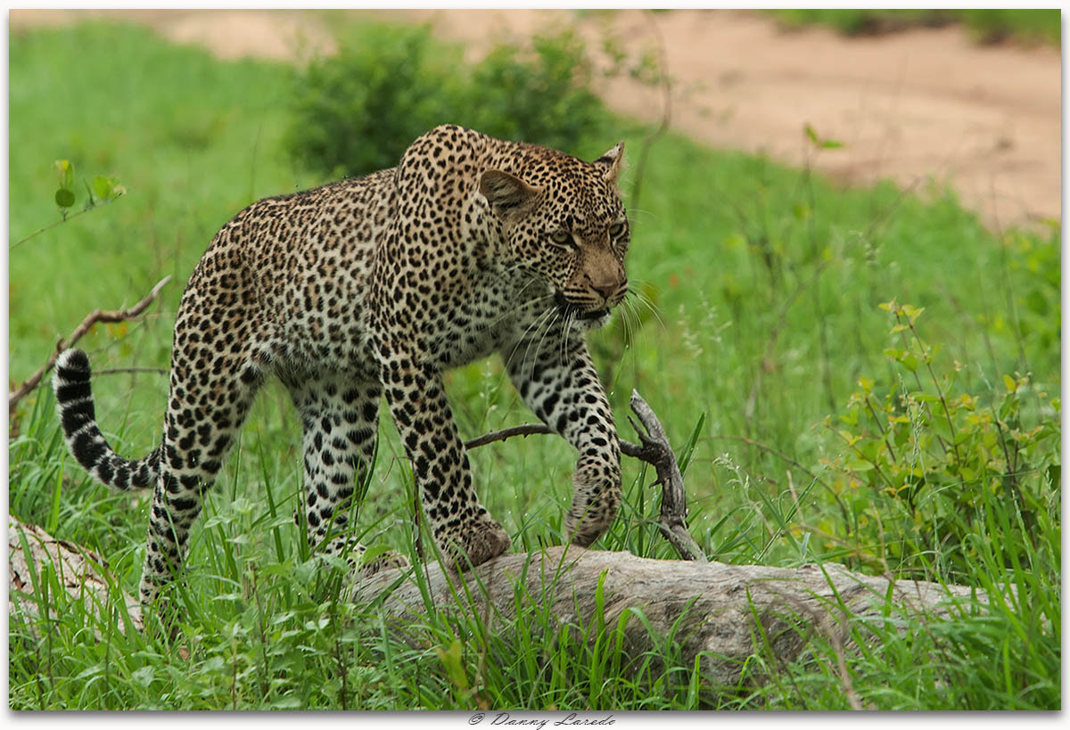 Canon EF 70-200mm F2.8L USM sample photo. Leopard photography