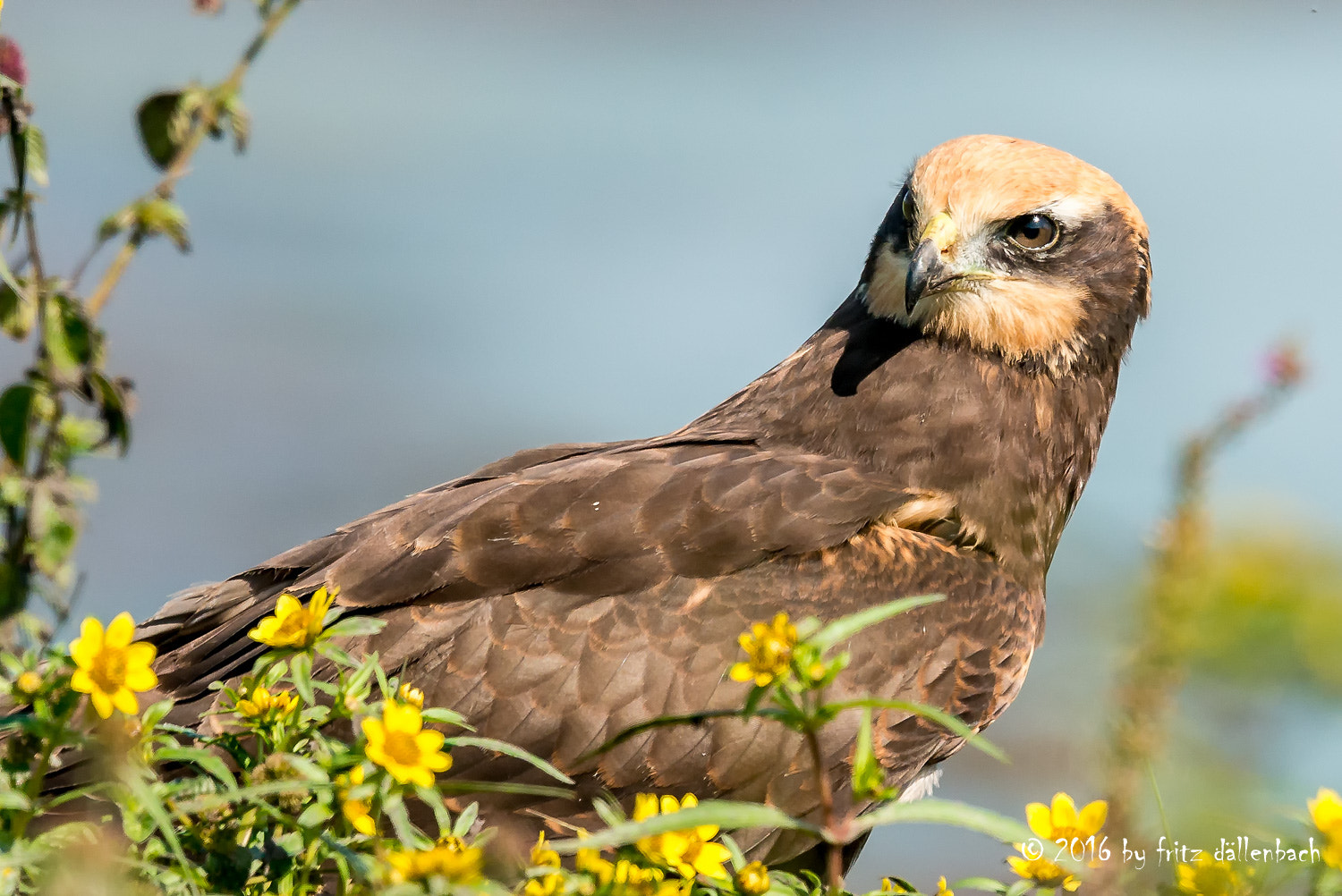 Nikon D800 + Nikon AF-S Nikkor 500mm F4G ED VR sample photo. Marsh harrier outlook photography