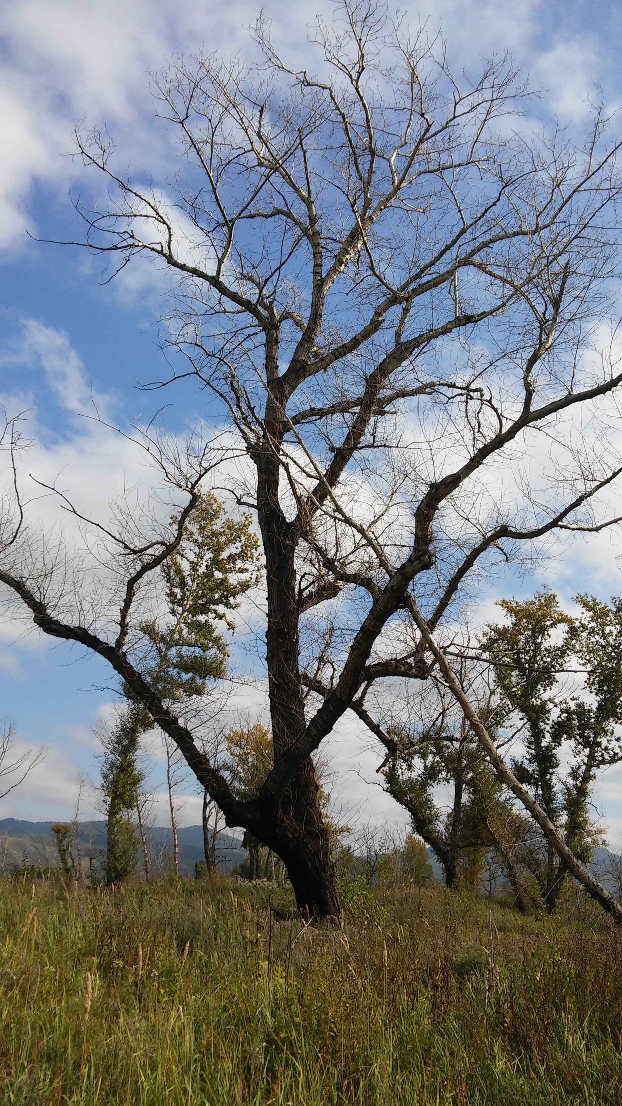 LG G3 S sample photo. The sleeping tree photography