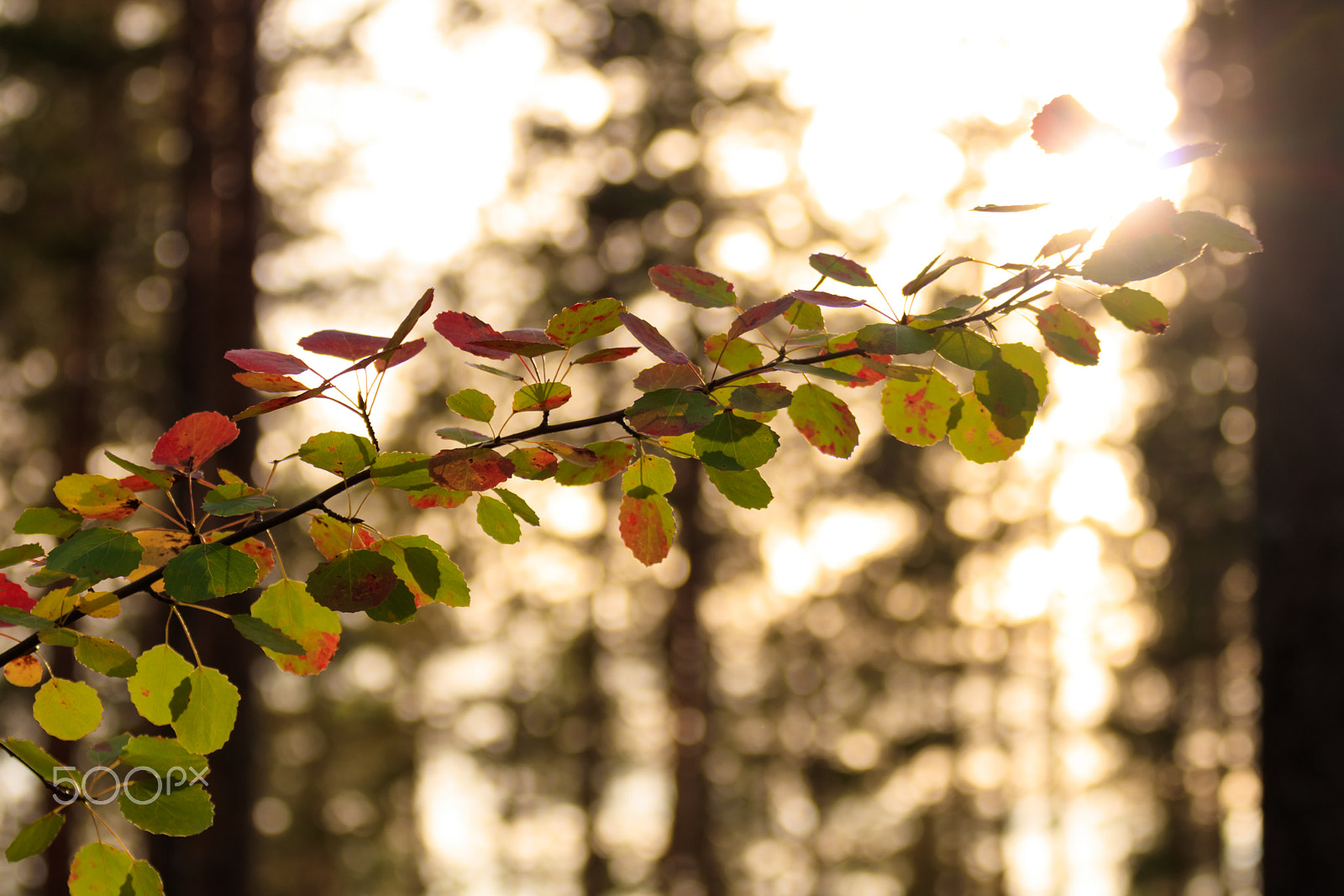 Tamron SP 35mm F1.8 Di VC USD sample photo. Autumn leaves photography
