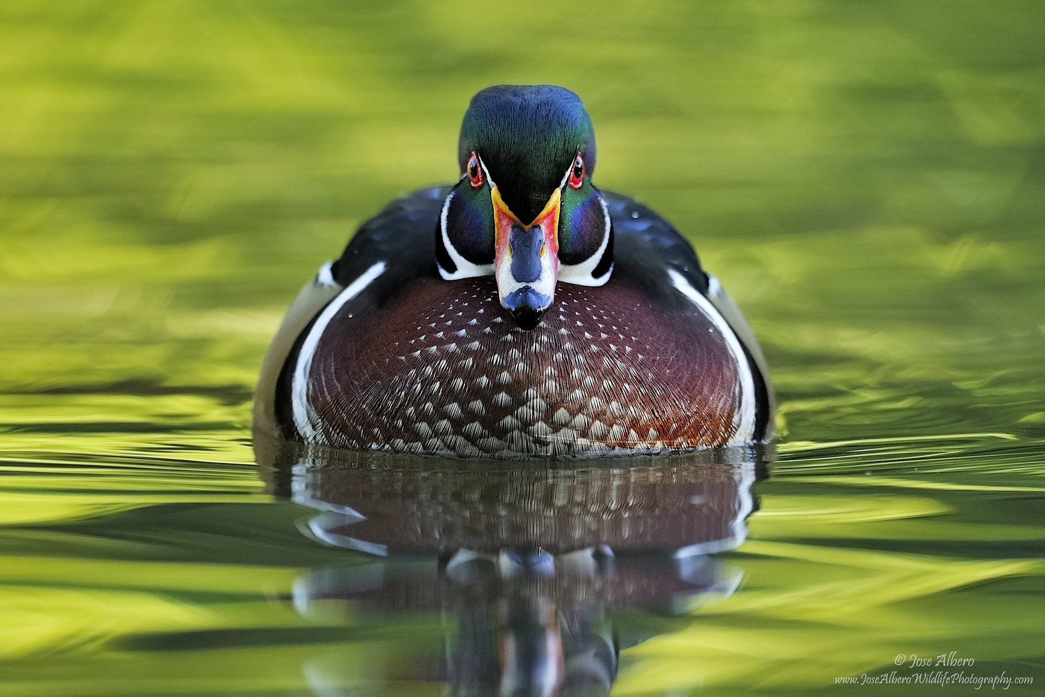 Nikon AF-S Nikkor 500mm F4D ED-IF II sample photo. Face off photography