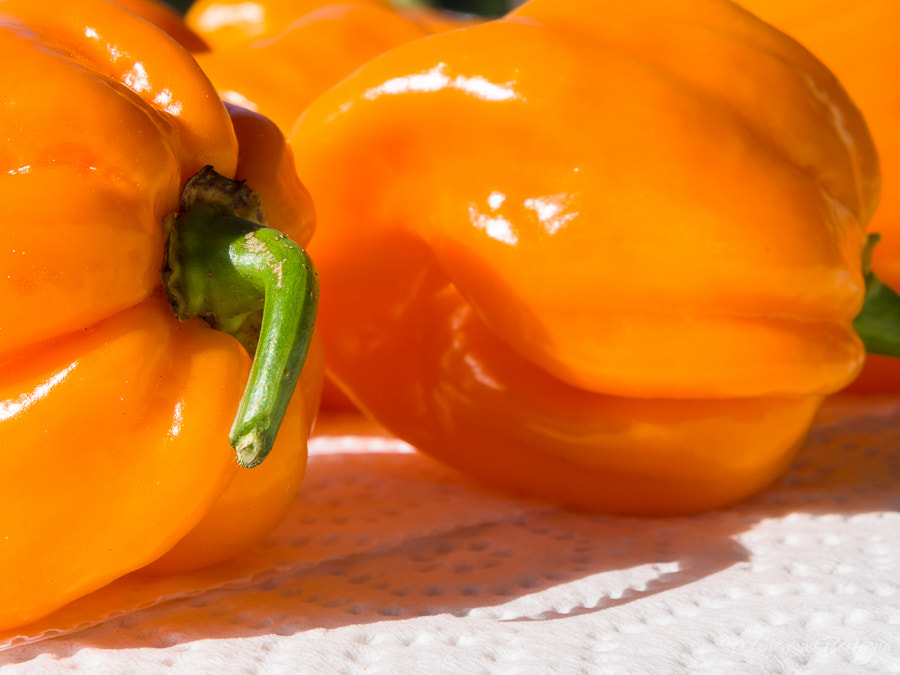 Olympus PEN E-PL5 sample photo. Closeup of fresh chillies habanero orange photography