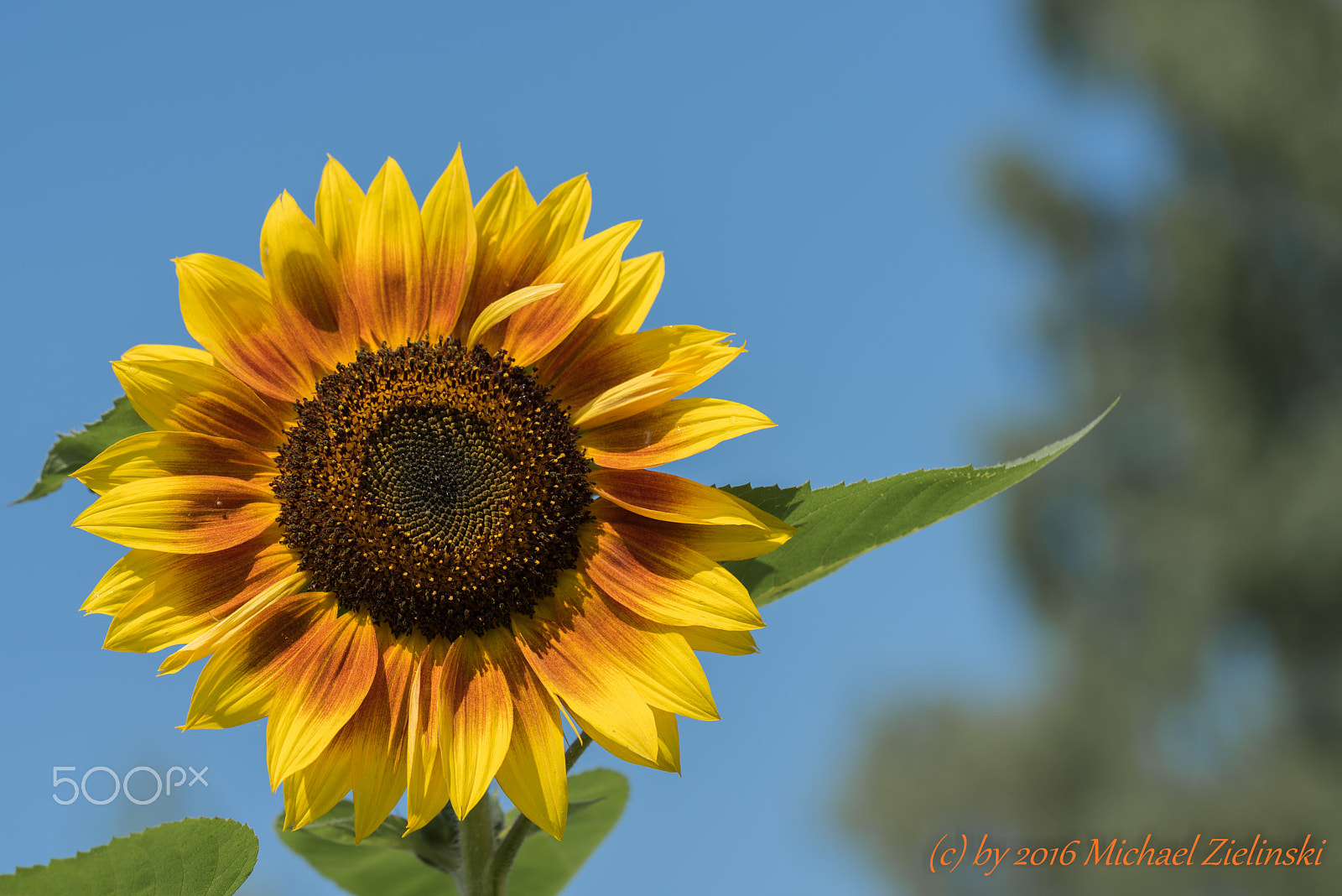 Nikon D810 sample photo. Sonnenblume photography