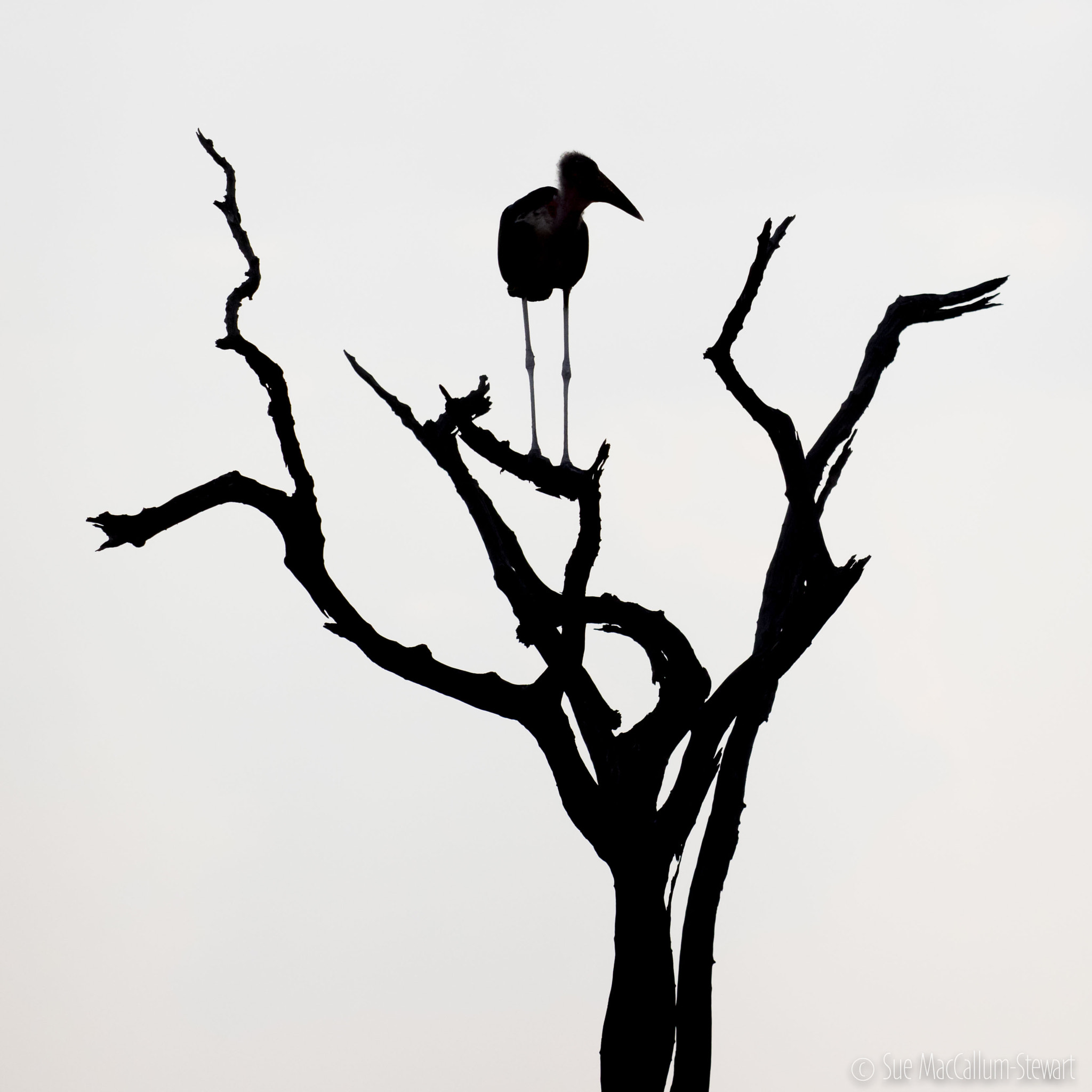 Olympus OM-D E-M1 + OLYMPUS M.300mm F4.0 sample photo. Marabou stork in silhouette photography