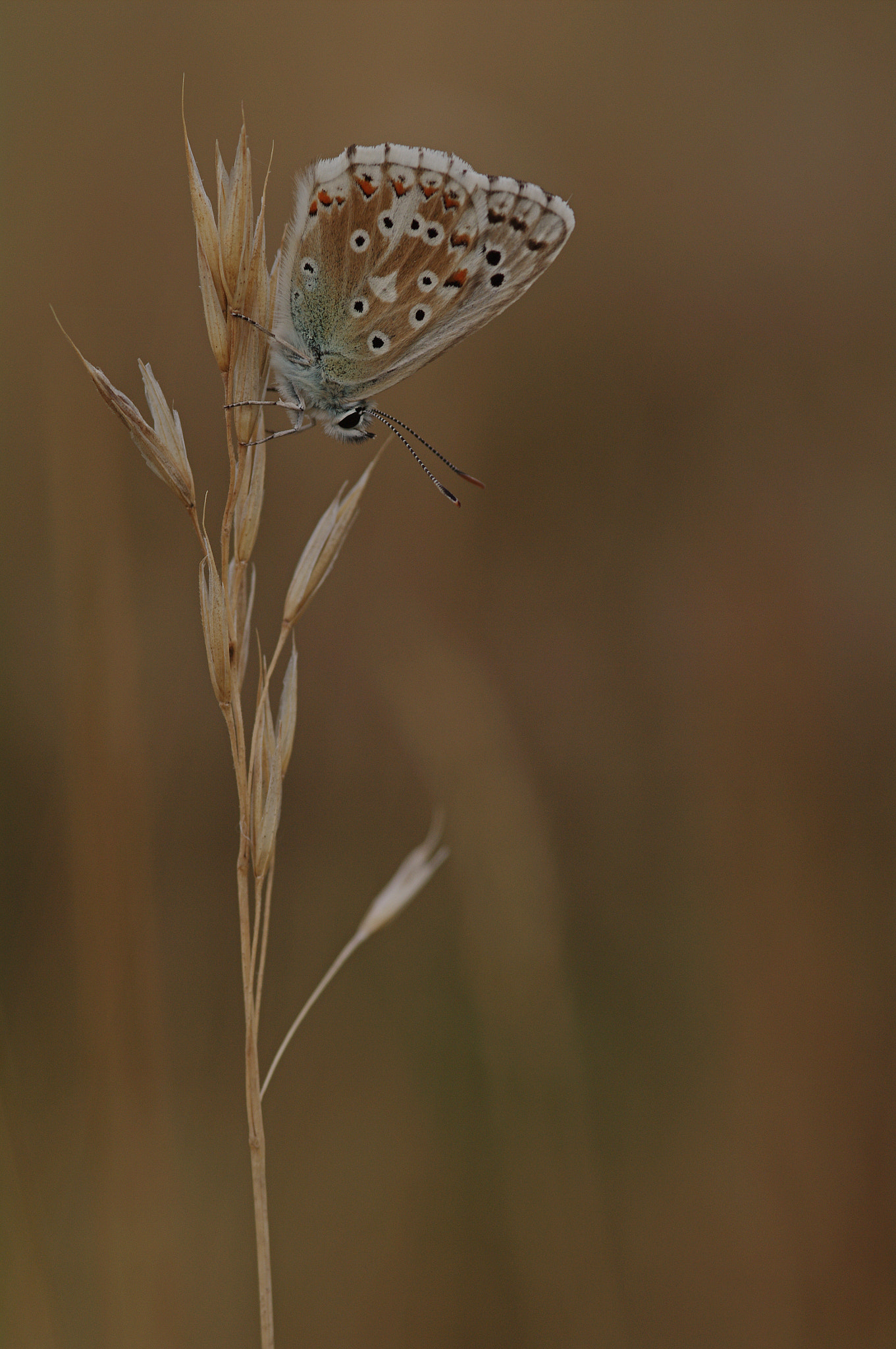 Pentax K-7 + Sigma sample photo. Azuré photography