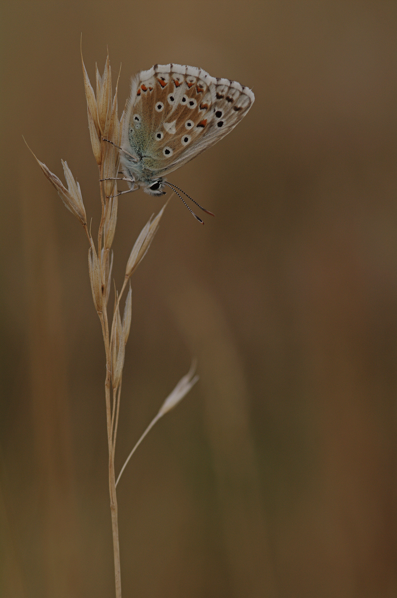 Pentax K-7 sample photo. Azuré photography