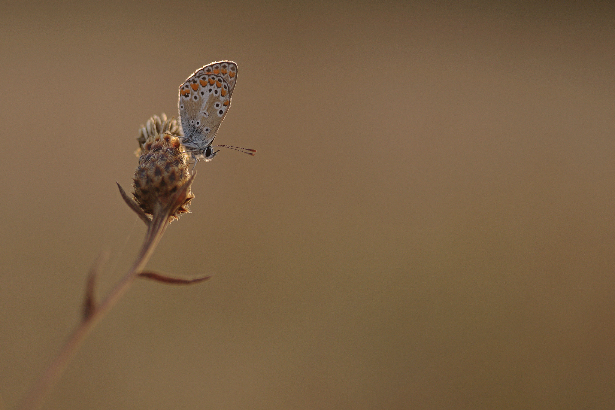 Pentax K-7 + Sigma sample photo. Azuré photography