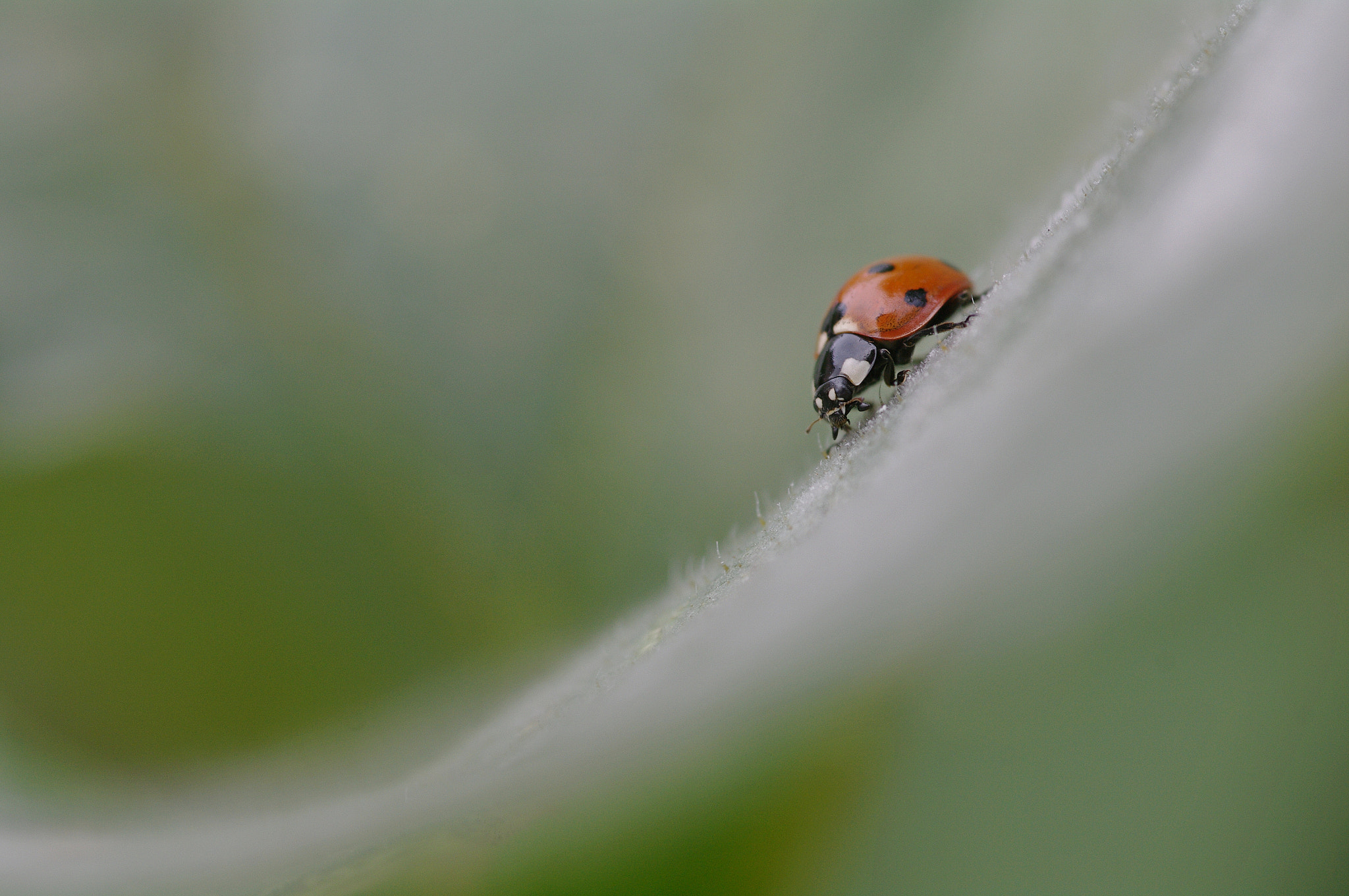 Pentax K-7 + Sigma sample photo. Coccinelle photography