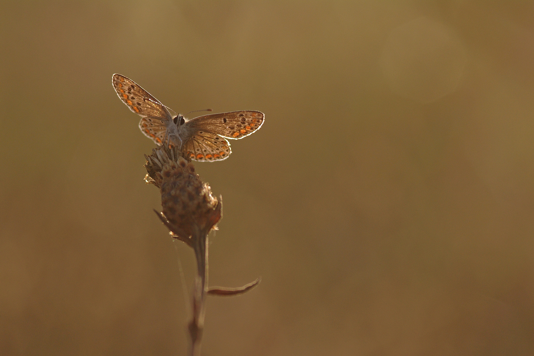 Pentax K-7 + Sigma sample photo. Azuré photography