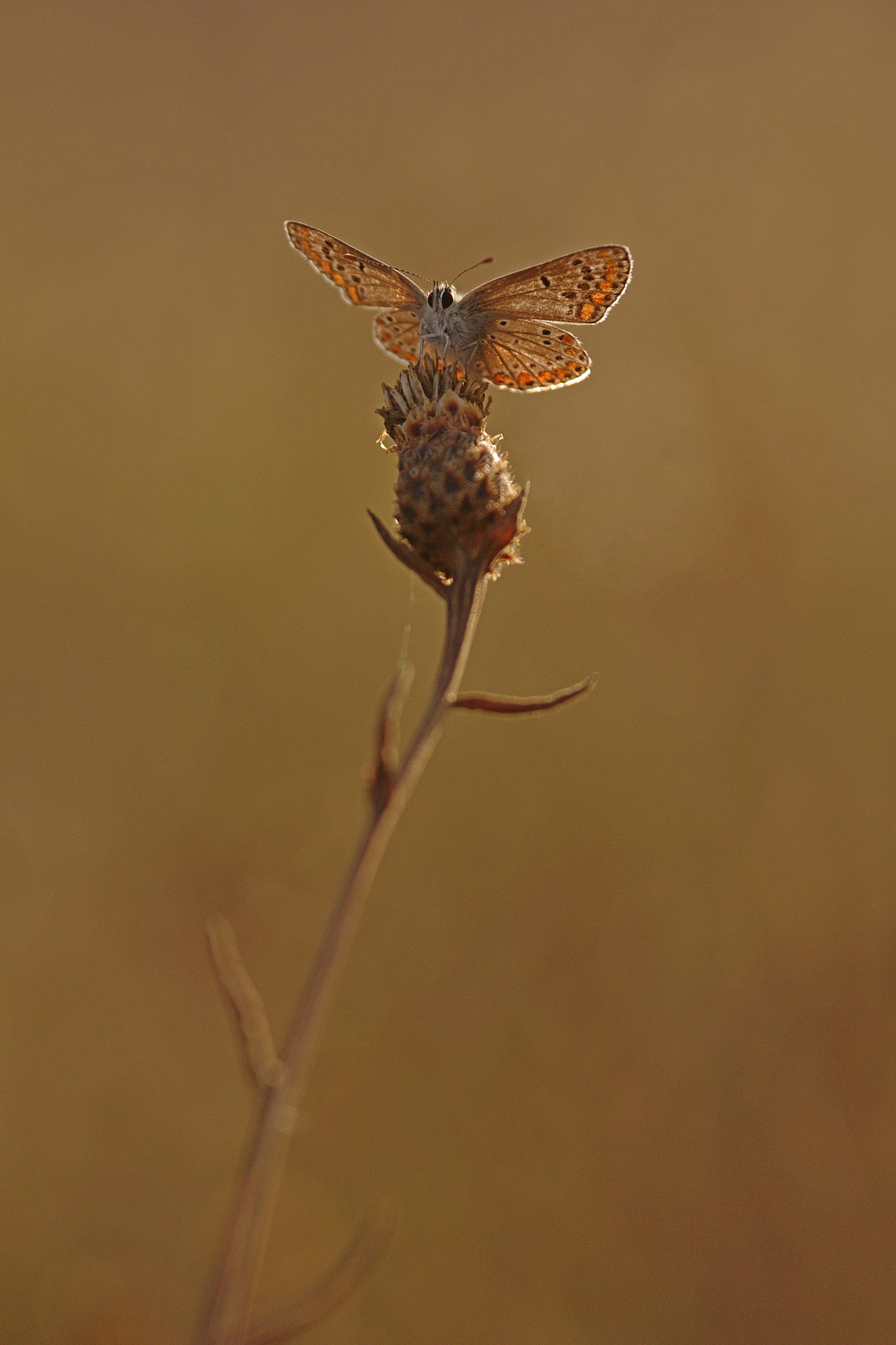 Pentax K-7 sample photo. Azuré photography