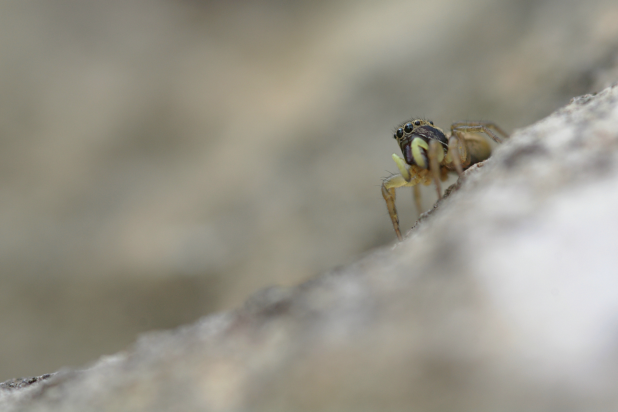 Pentax K-7 sample photo. Heliophanus tribulosus - salticidae photography