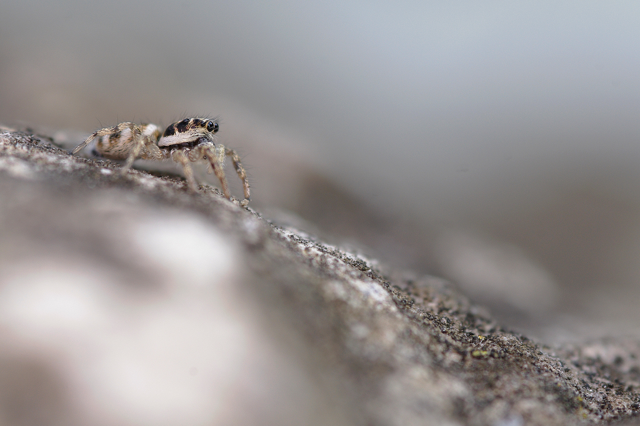 Pentax K-7 sample photo. Salticus scenicus - salticidae photography