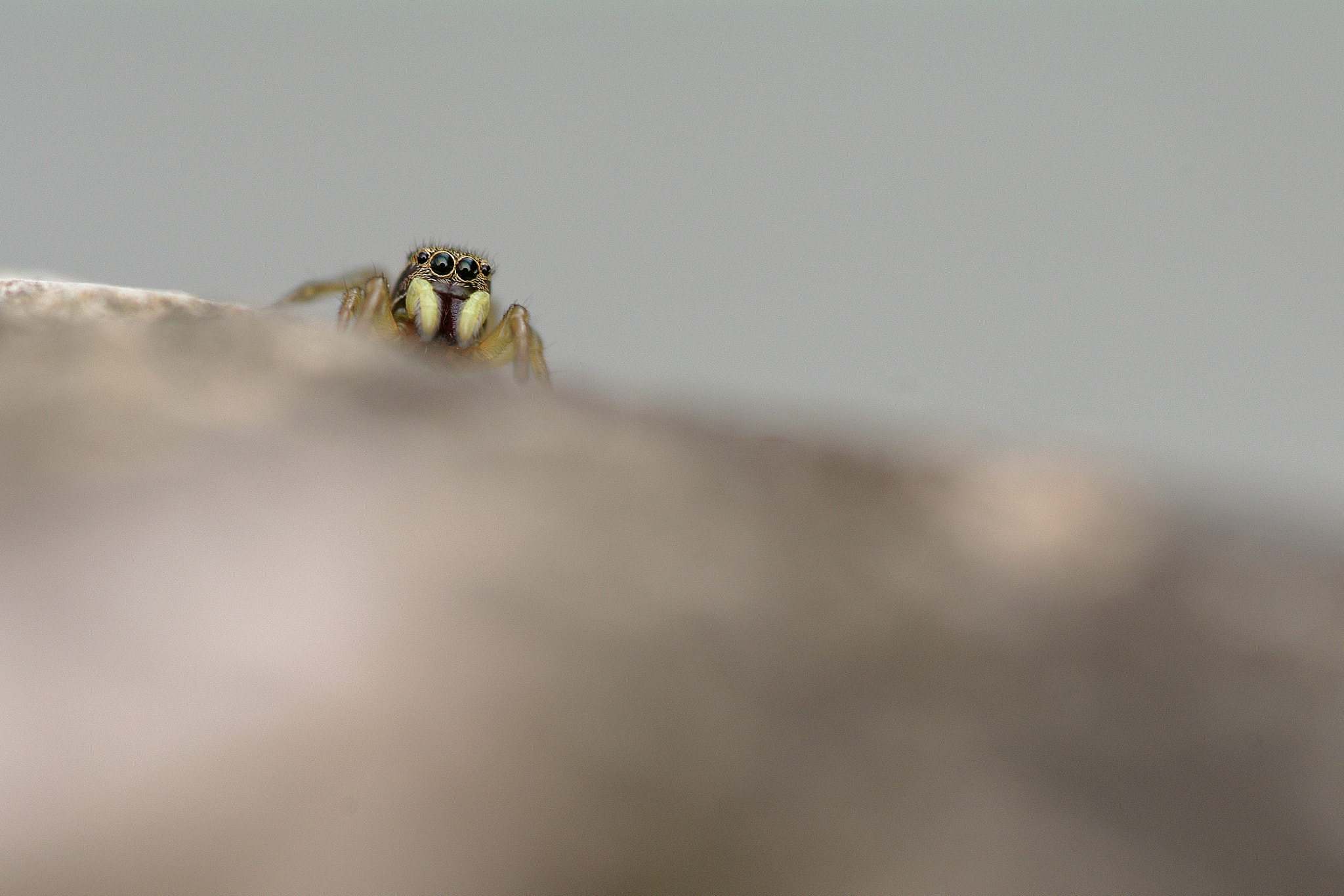 Pentax K-7 sample photo. Salticidae photography