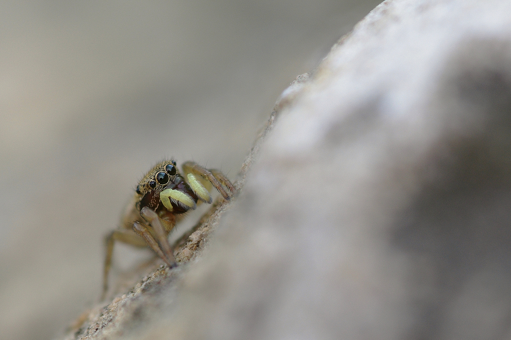 Pentax K-7 sample photo. Heliophanus tribulosus - salticidae photography