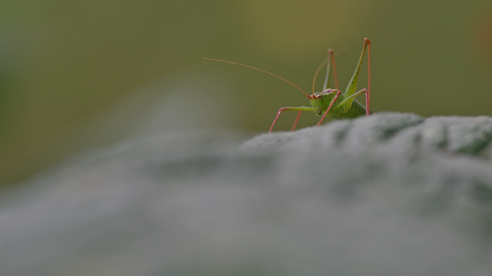 Pentax K-7 + Sigma sample photo. Sauterelle photography