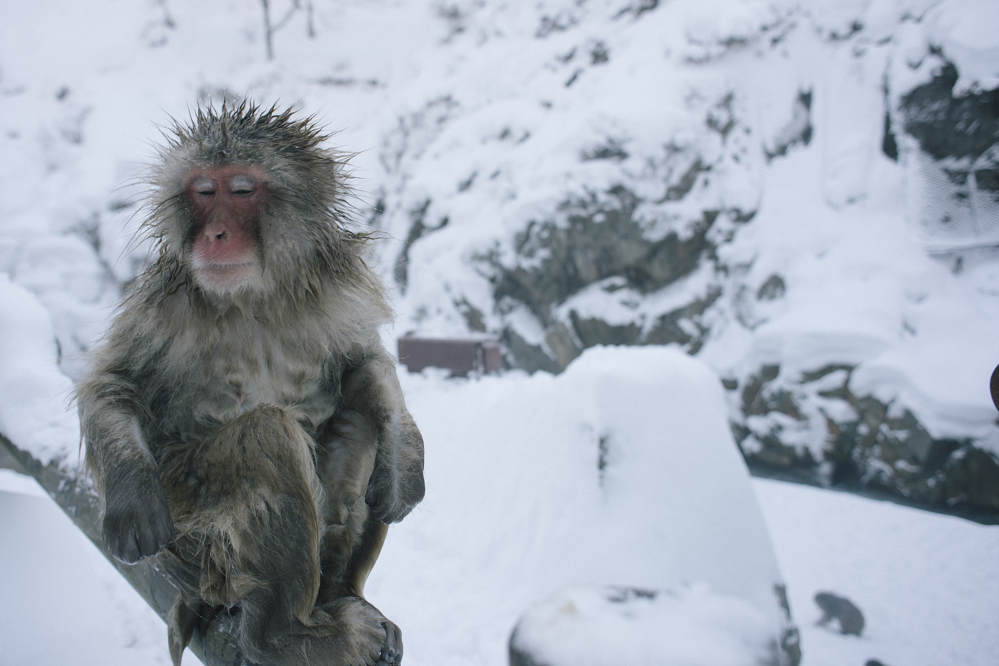 Nikon D600 + Nikon AF Nikkor 24mm F2.8D sample photo. Monkey in hot springs photography