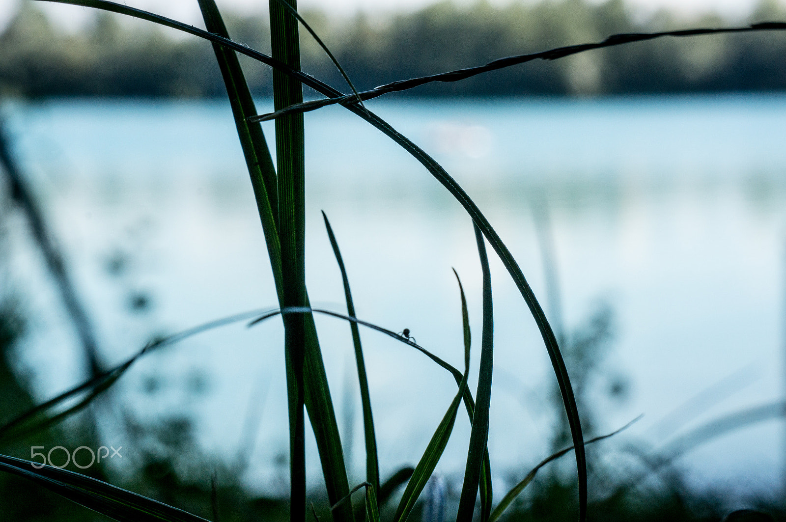 Sony Alpha NEX-6 + Sony E 18-55mm F3.5-5.6 OSS sample photo. Spider makro photography