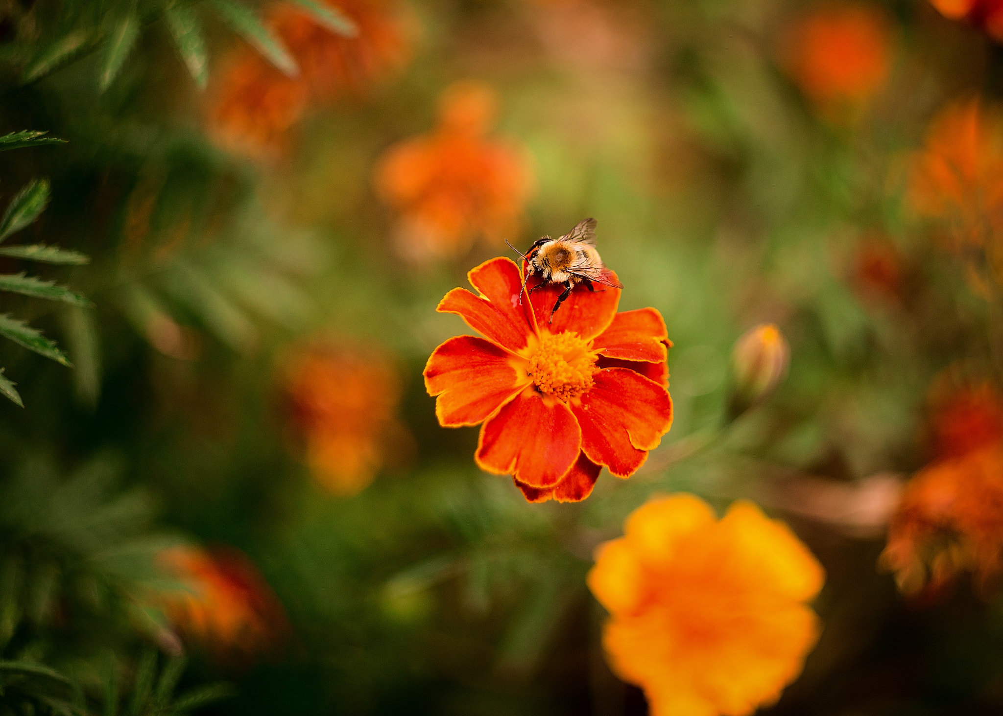 Canon EF 28-80mm f/3.5-5.6 sample photo. * photography