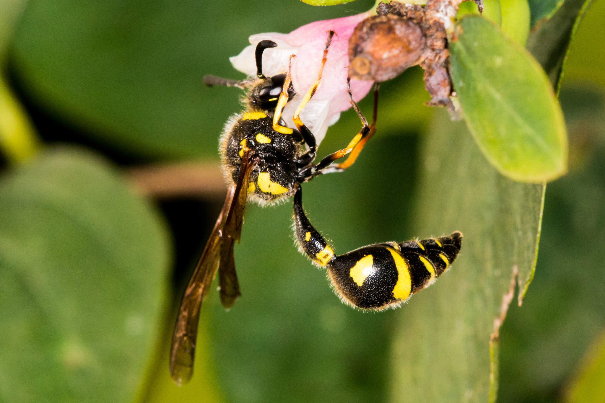 Sigma APO Macro 150mm f/2.8 EX DG HSM sample photo. Field digger wasp photography