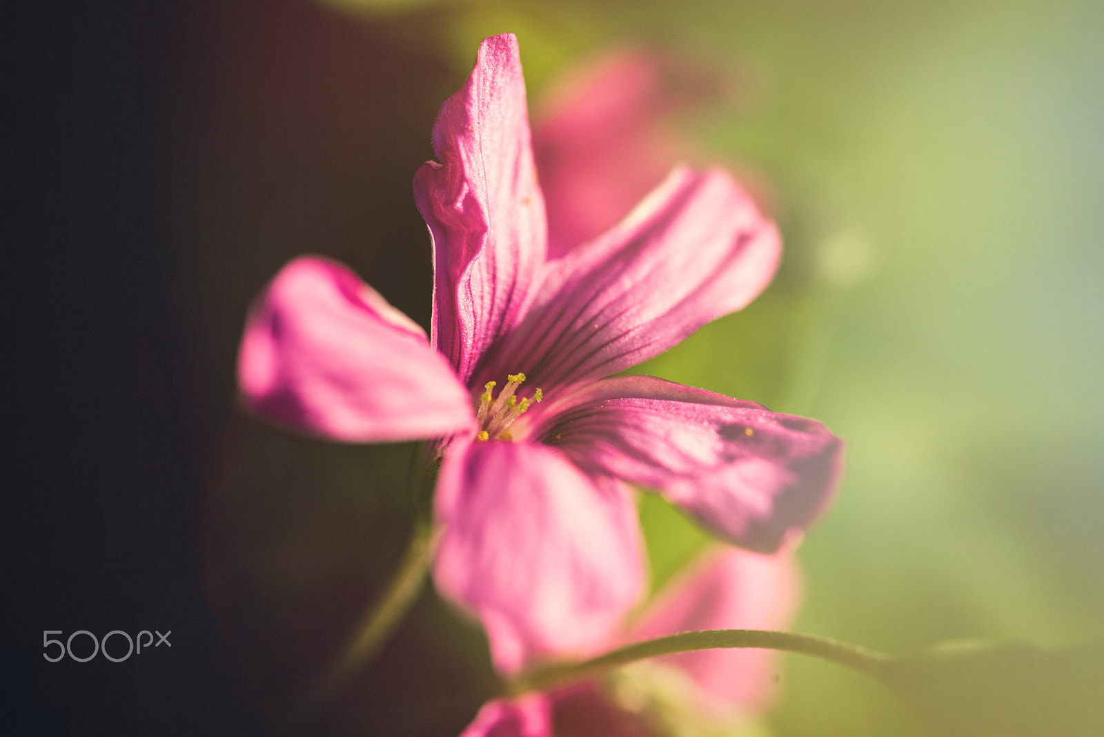 Sigma 105mm F2.8 EX DG OS HSM sample photo. Hope photography
