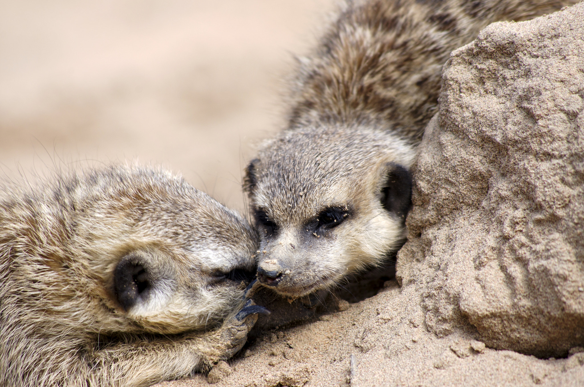 Pentax K-r + Pentax smc DA 55-300mm F4.0-5.8 ED sample photo. Gentle meerkat photography