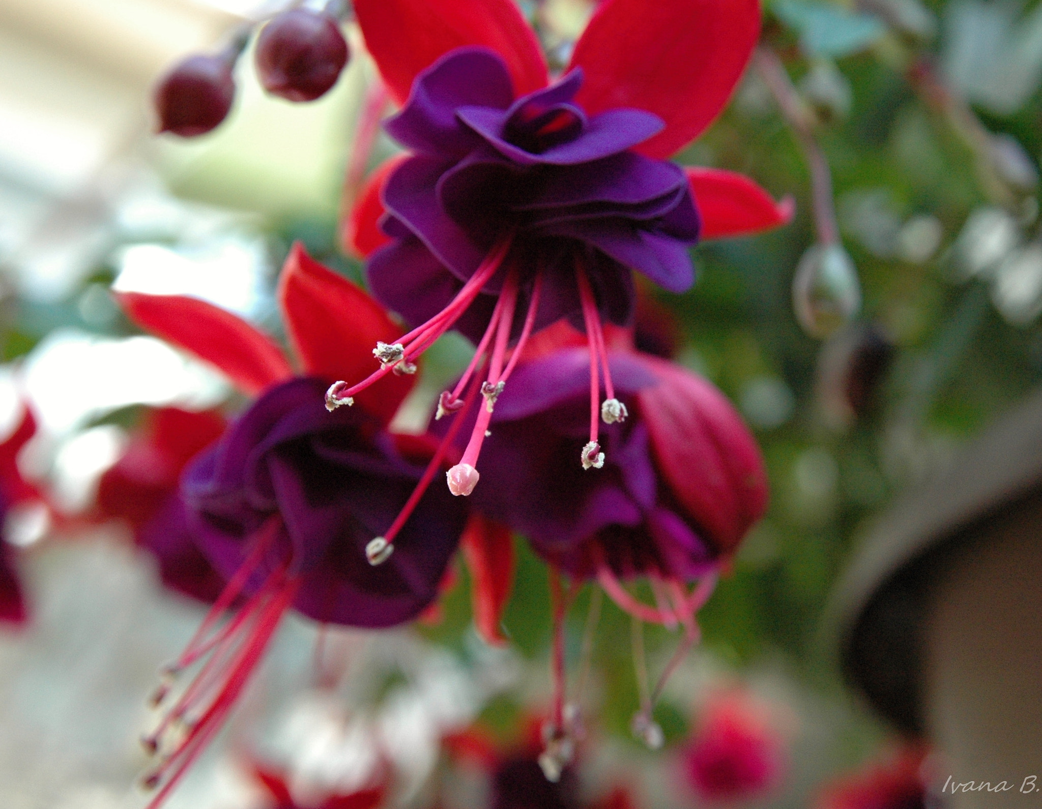 Nikon D70 sample photo. Colors photography