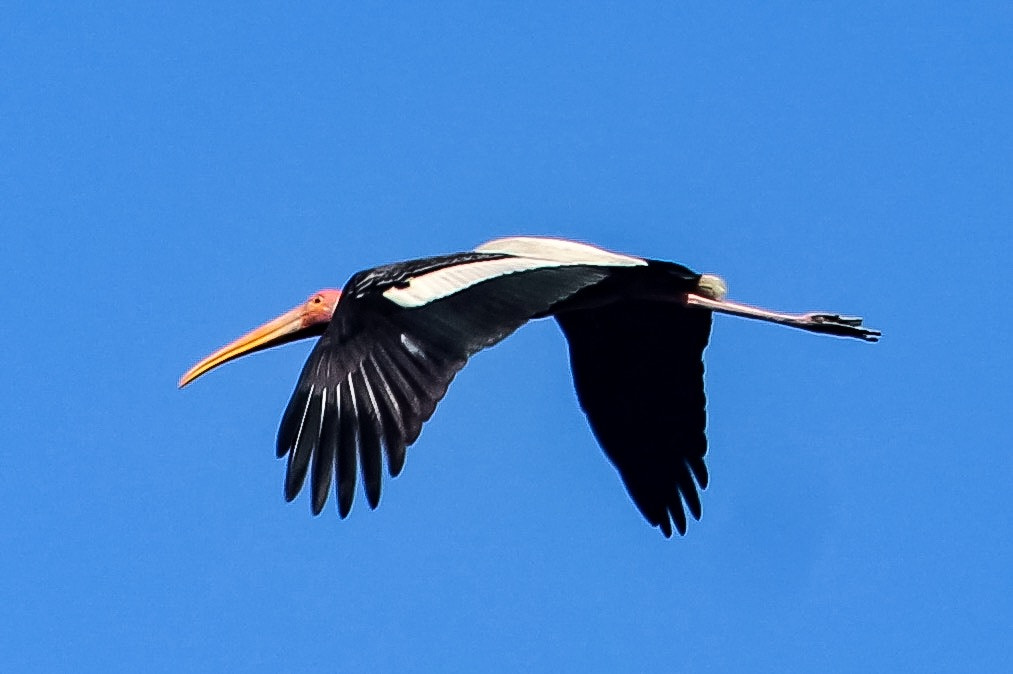 Canon EF-S 55-250mm F4-5.6 IS II sample photo. Perfect flight photography