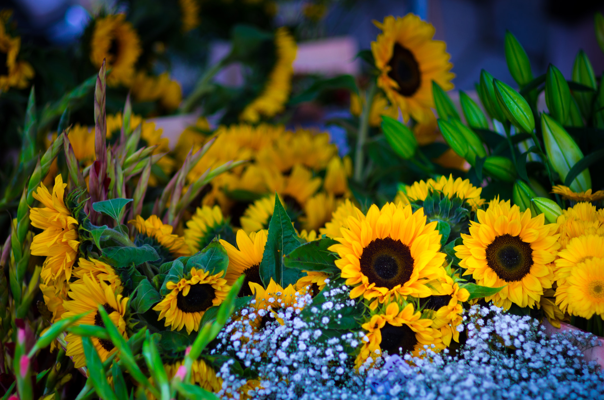 Pentax K-5 sample photo. Sunflowers photography