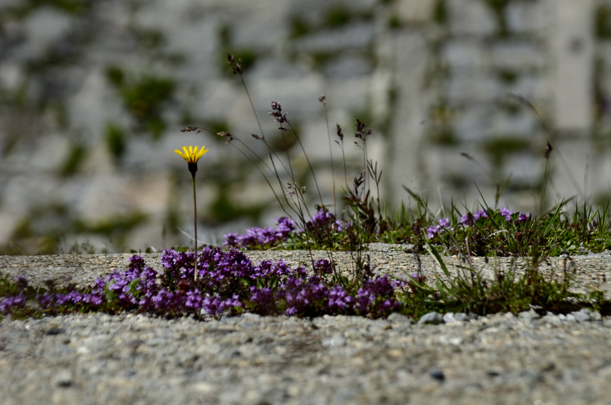 Sigma 28-300mm F3.5-6.3 DG Macro sample photo. The power of nature photography