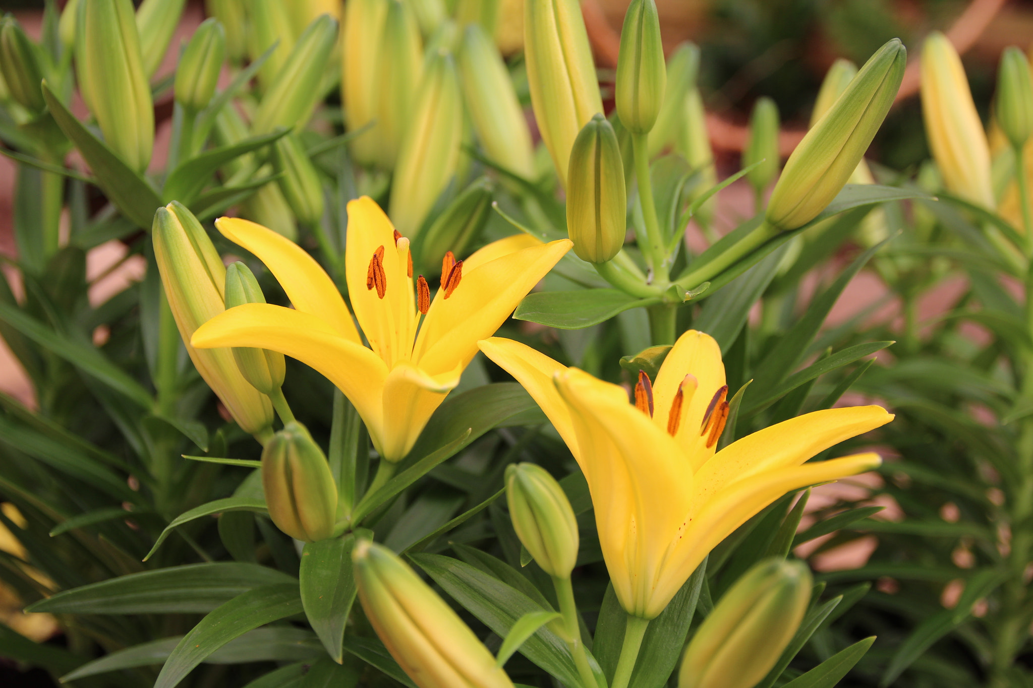 Sigma 17-70mm F2.8-4 DC Macro OS HSM sample photo. Lily photography