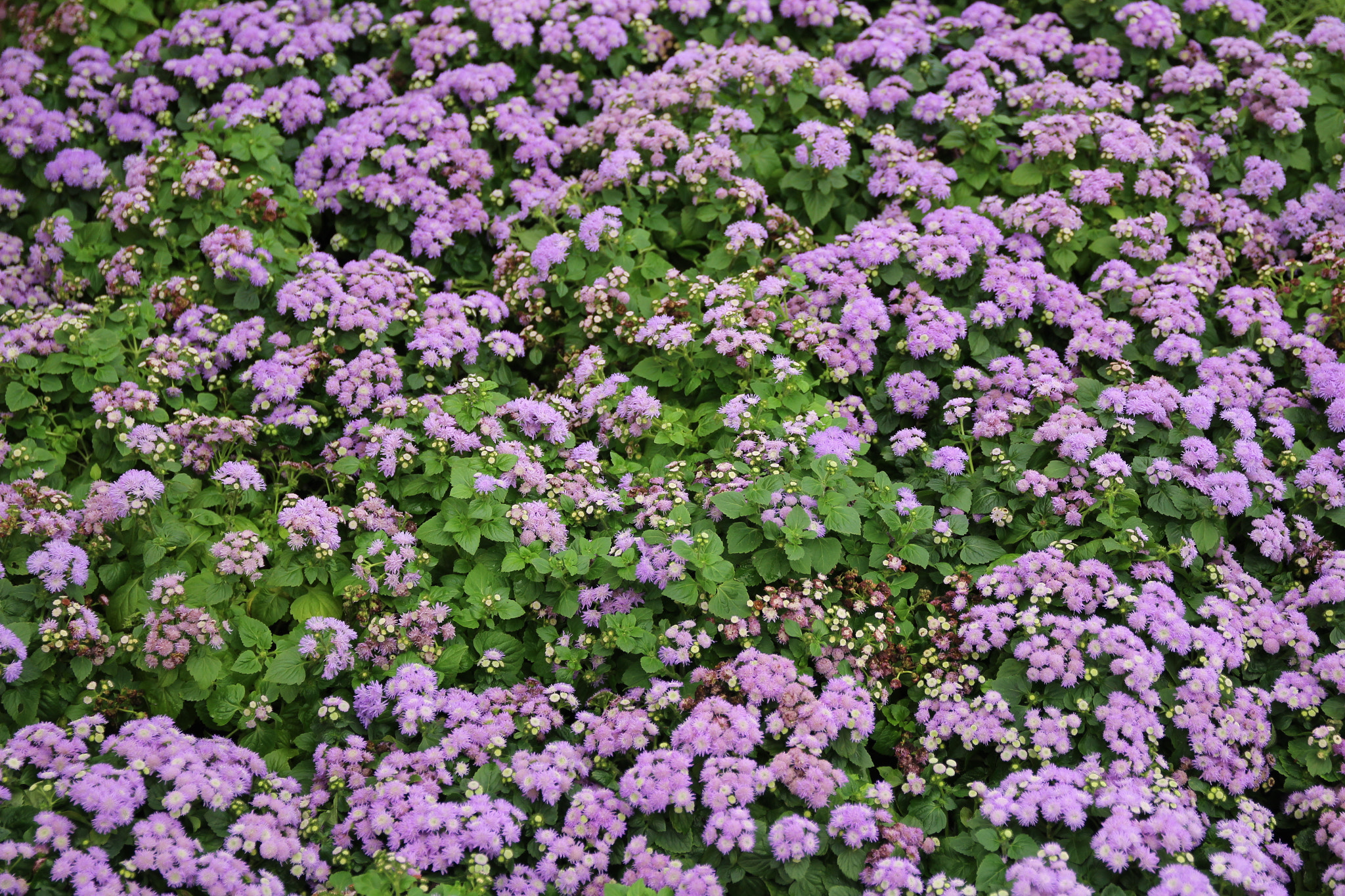 Sigma 17-70mm F2.8-4 DC Macro OS HSM sample photo. Img photography