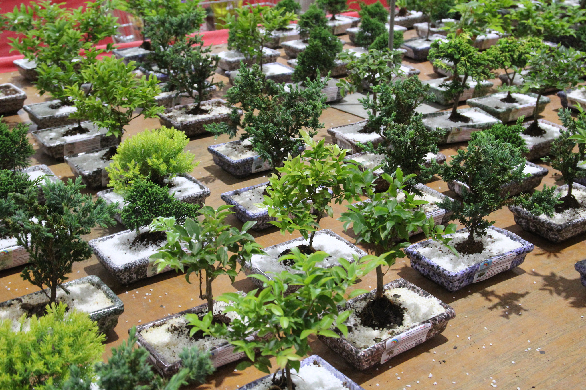 Sigma 17-70mm F2.8-4 DC Macro OS HSM sample photo. Bonsai garden photography