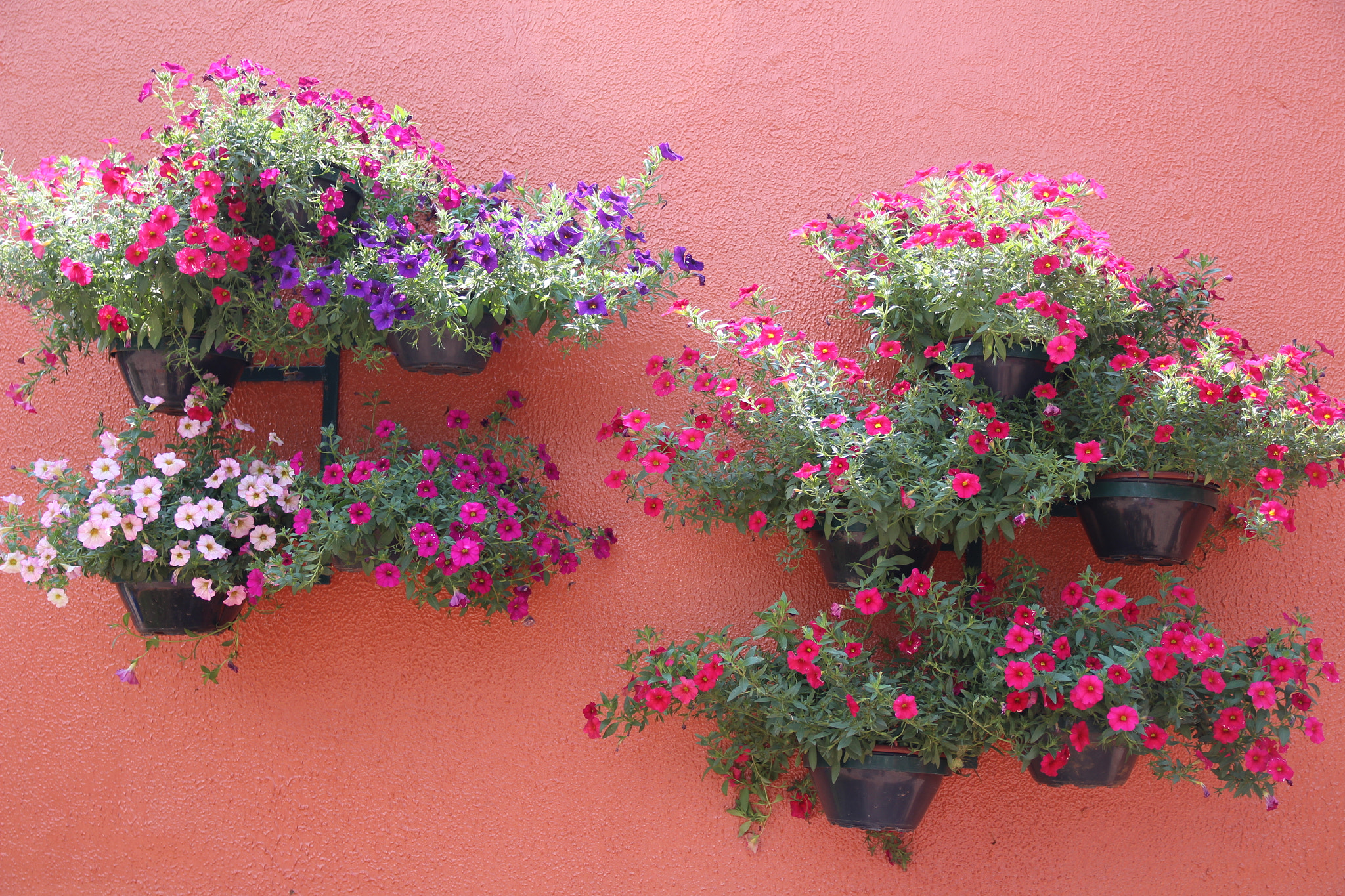 Sigma 17-70mm F2.8-4 DC Macro OS HSM sample photo. Wall garden photography