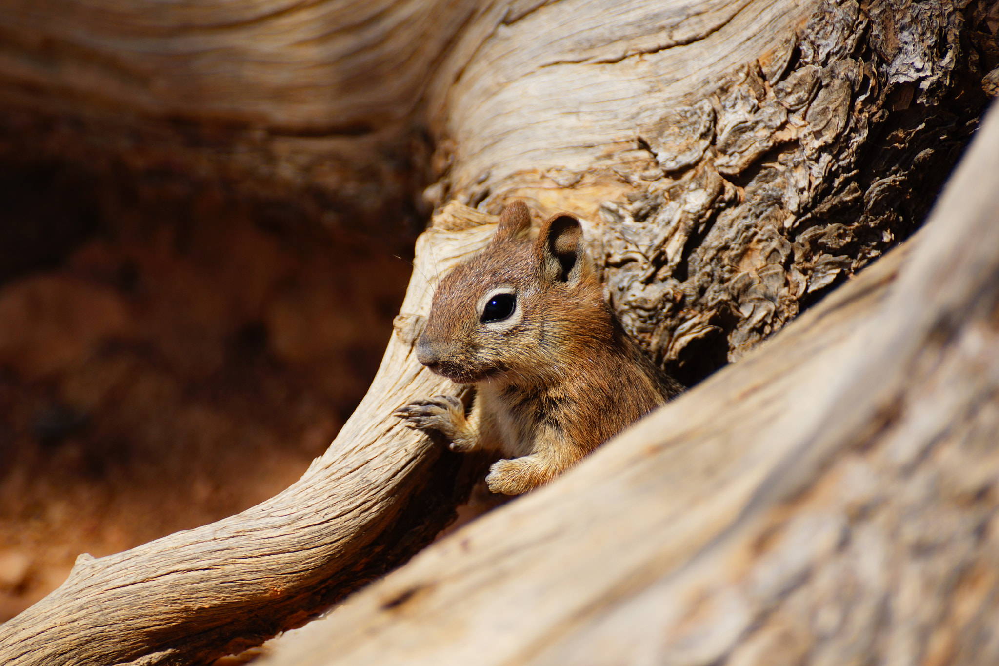 Sony DT 55-300mm F4.5-5.6 SAM sample photo. Chipmunk photography