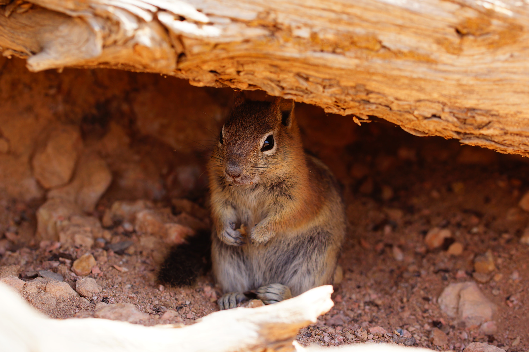 Sony SLT-A77 + 90mm F2.8 Macro SSM sample photo. Chipmunk photography