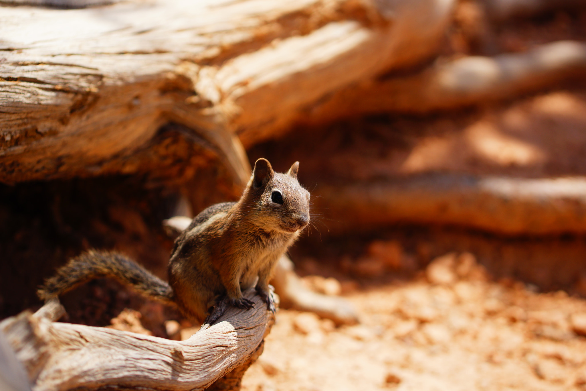 Sony SLT-A77 + 90mm F2.8 Macro SSM sample photo. Chipmunk photography