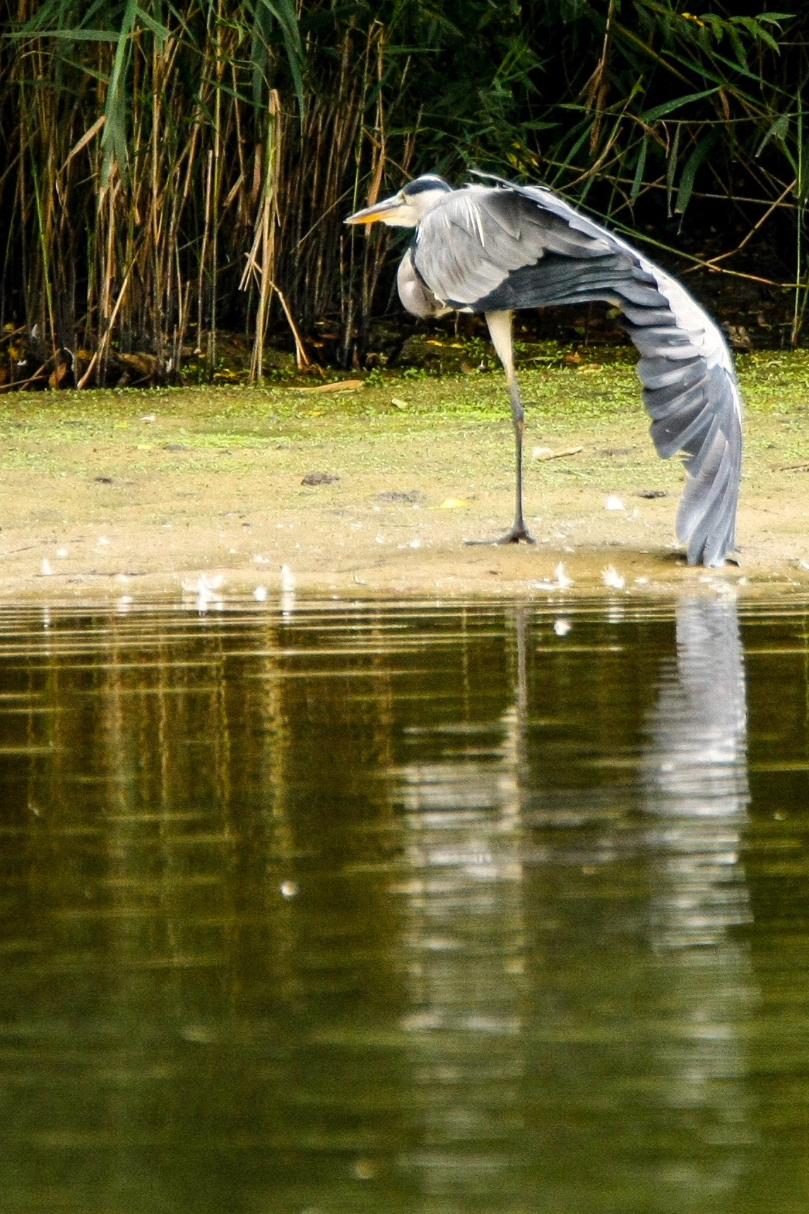 Canon EOS-1Ds Mark III sample photo. Grey heron photography