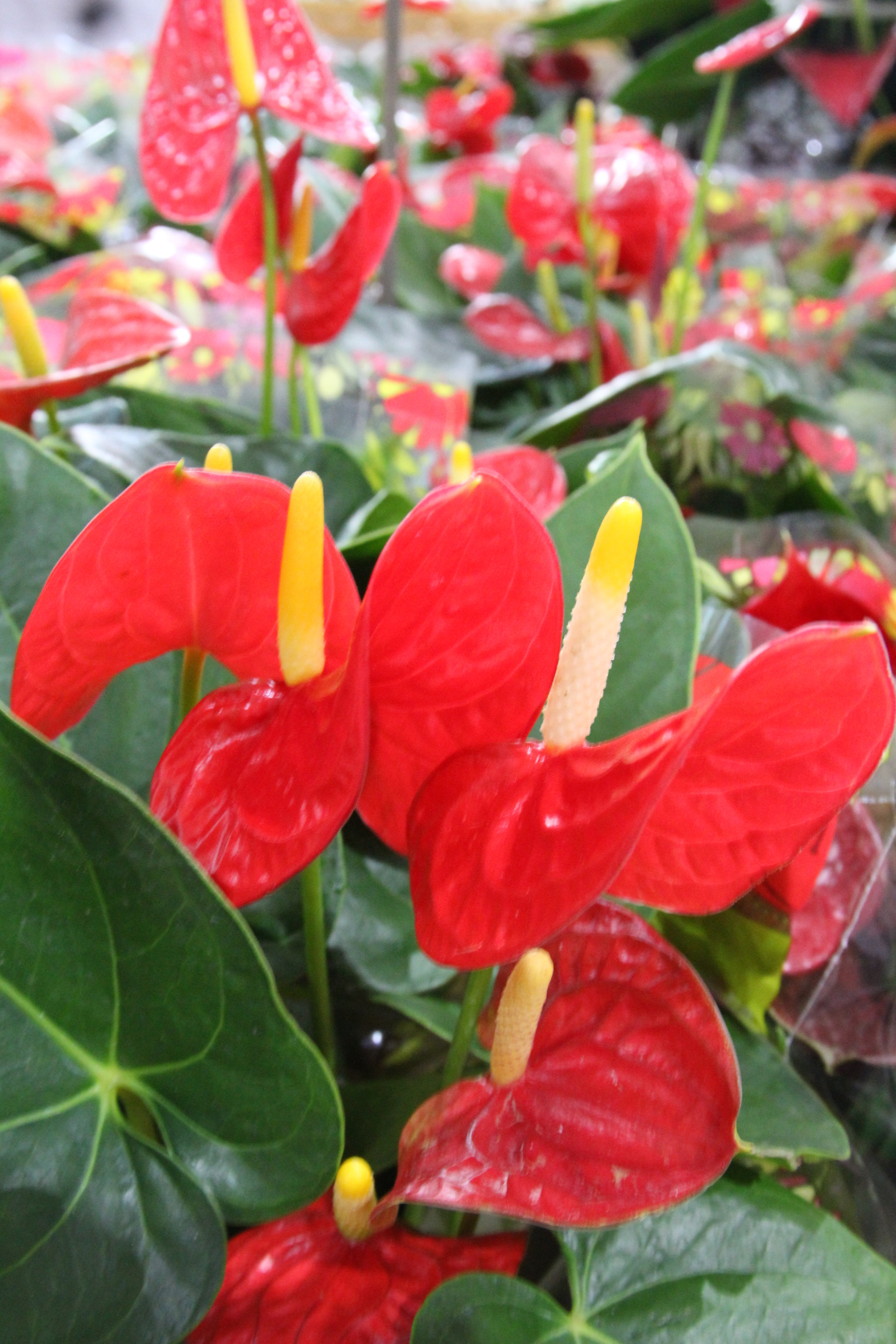 Sigma 17-70mm F2.8-4 DC Macro OS HSM sample photo. Anthurium photography