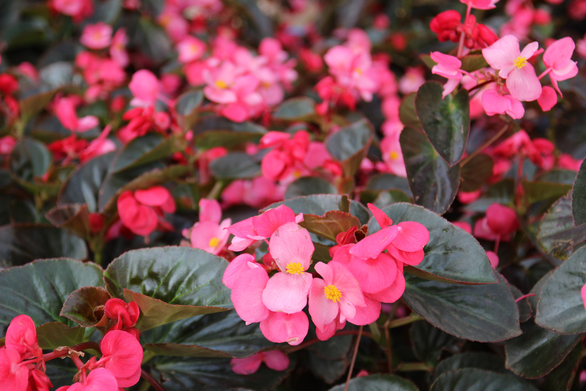 Sigma 17-70mm F2.8-4 DC Macro OS HSM sample photo. Img photography