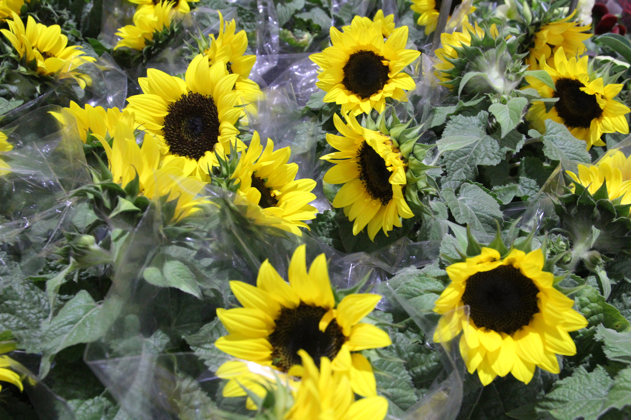 Sigma 17-70mm F2.8-4 DC Macro OS HSM sample photo. Suflowers photography