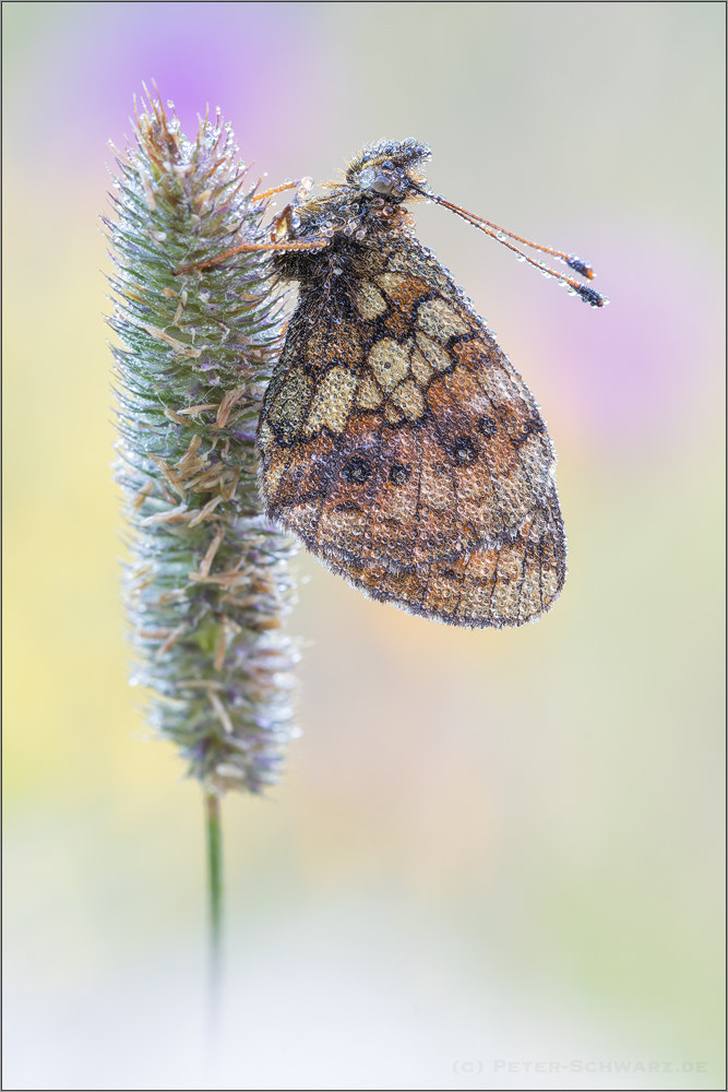Sigma 150mm f/2.8 EX DG OS HSM APO Macro sample photo. Brenthis ino photography