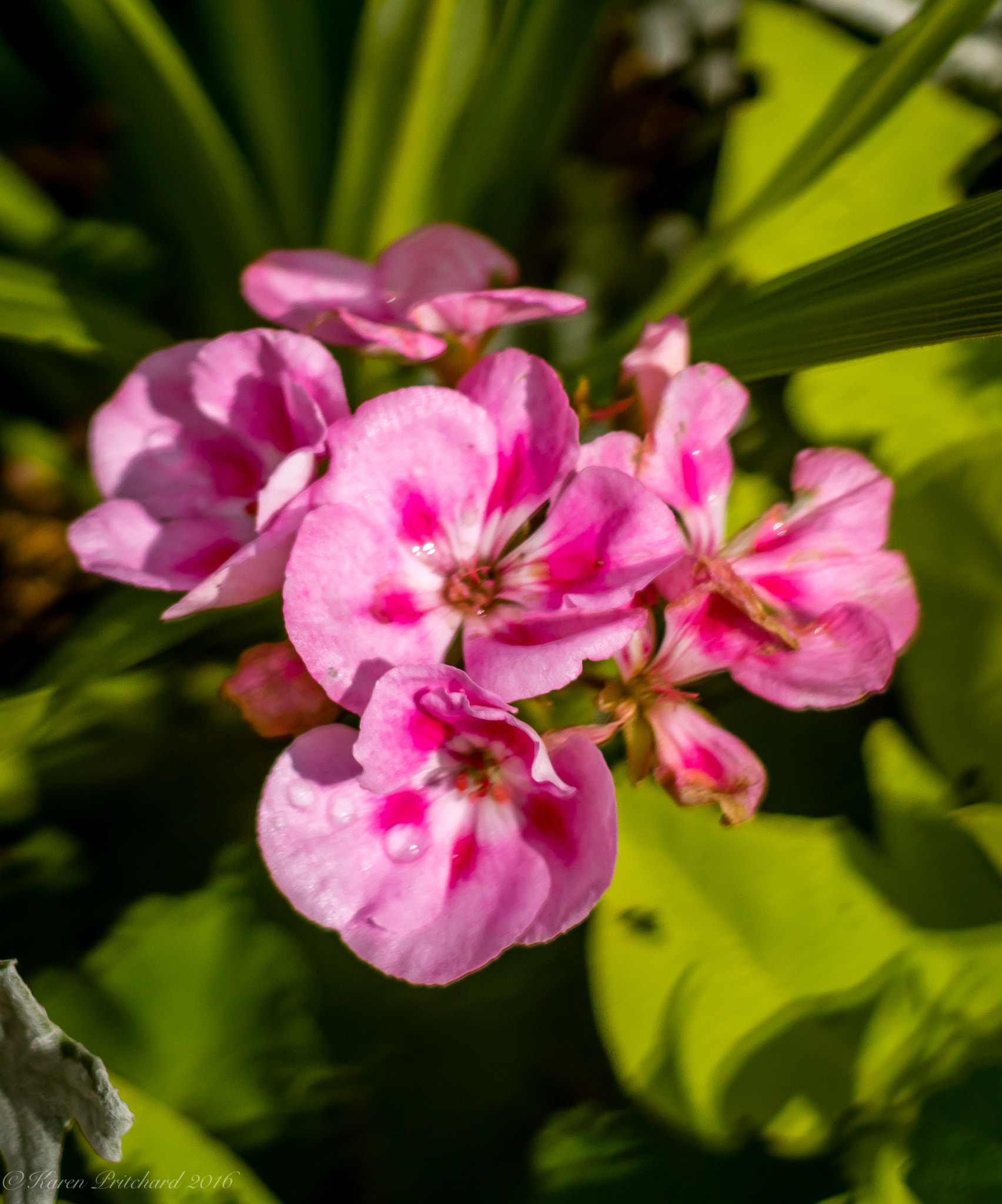 Canon EF 40mm F2.8 STM sample photo. Uxbridge ontario photography