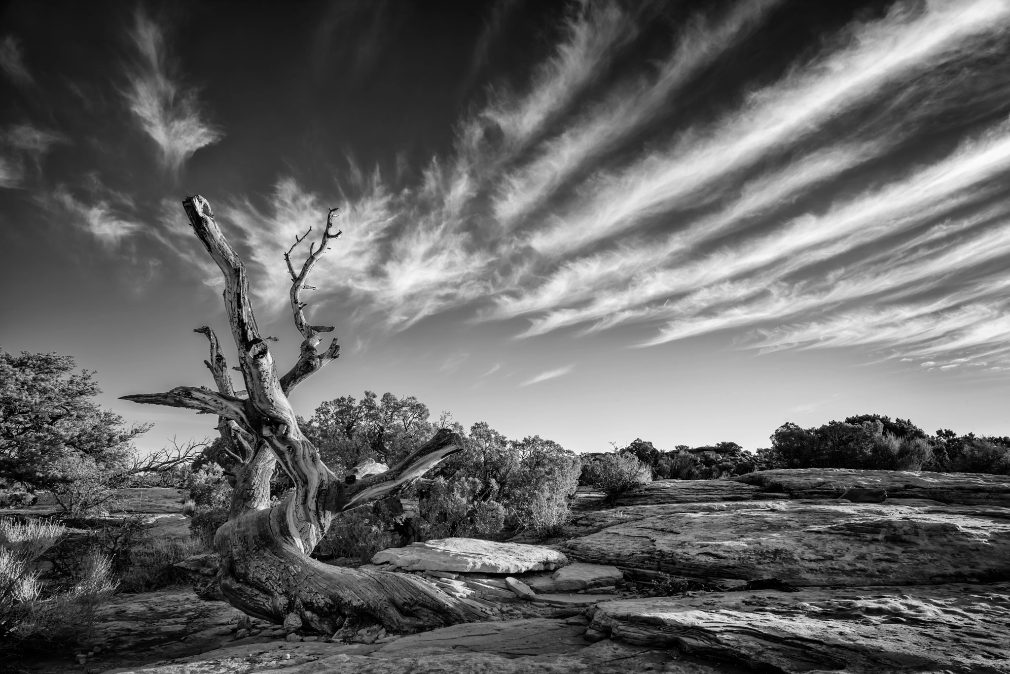Leica Summilux-M 21mm F1.4 Asph sample photo. Dead horse tree photography