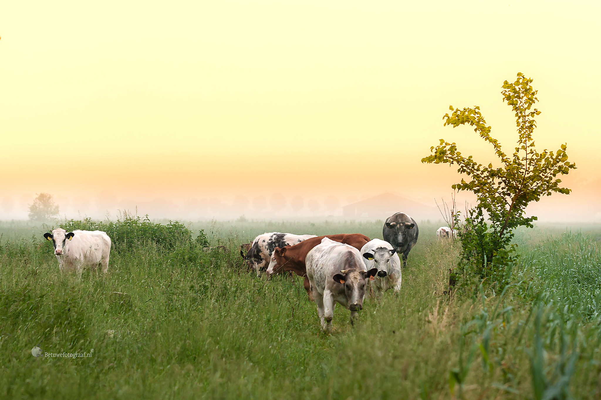 Canon EOS 40D + Canon EF 100mm F2.8L Macro IS USM sample photo. Cows in the mist photography