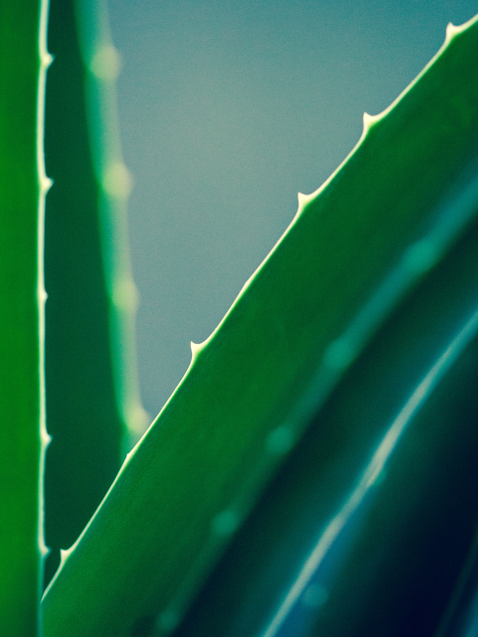 Sigma 105mm F2.8 EX DG OS HSM sample photo. 106/365: aloe vera photography