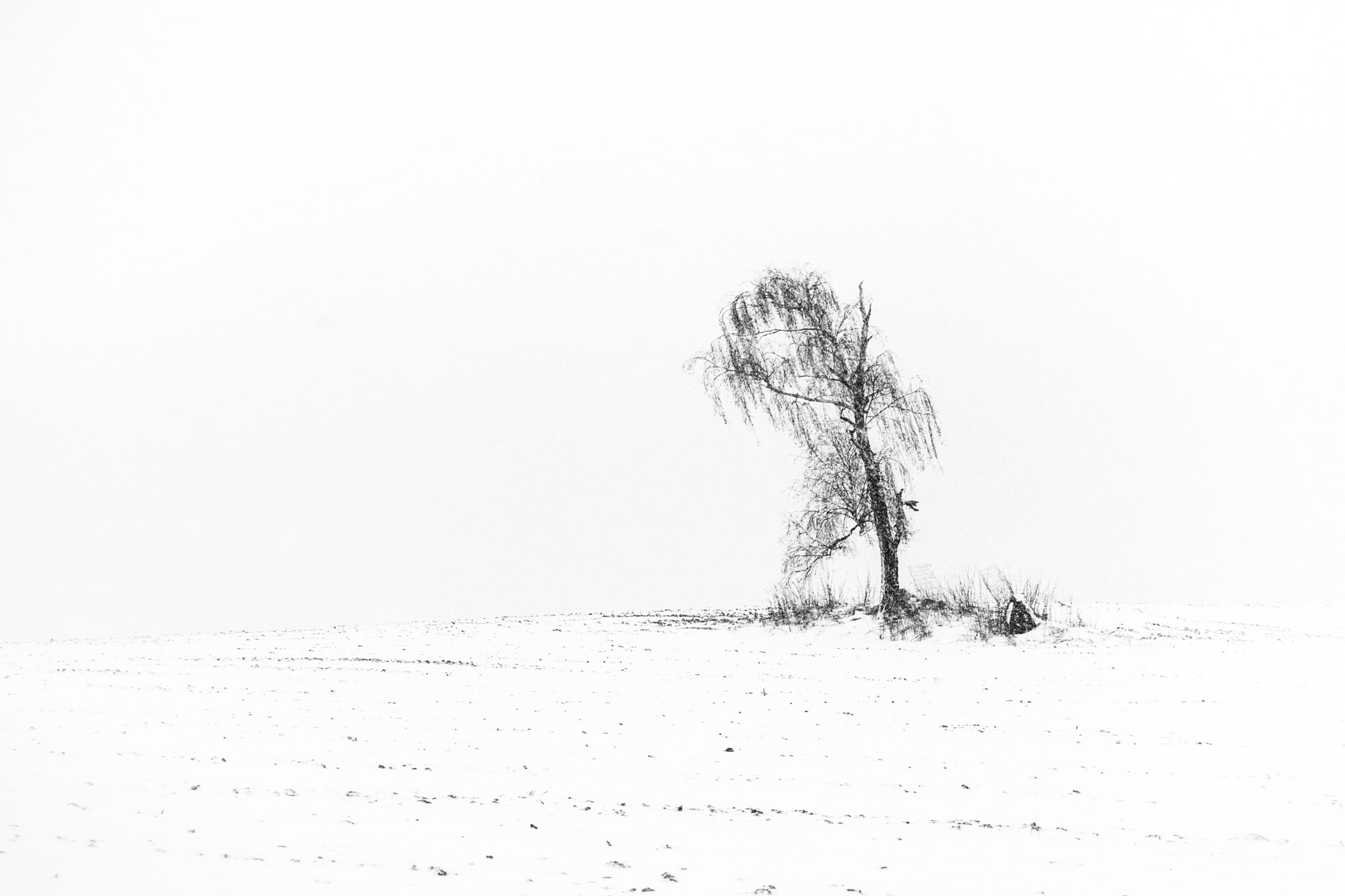 Canon EF 70-200mm F2.8L USM sample photo. Bohemia tree photography