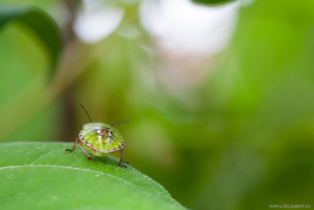 Canon EF 100mm F2.8 Macro USM sample photo. Punaise ! photography