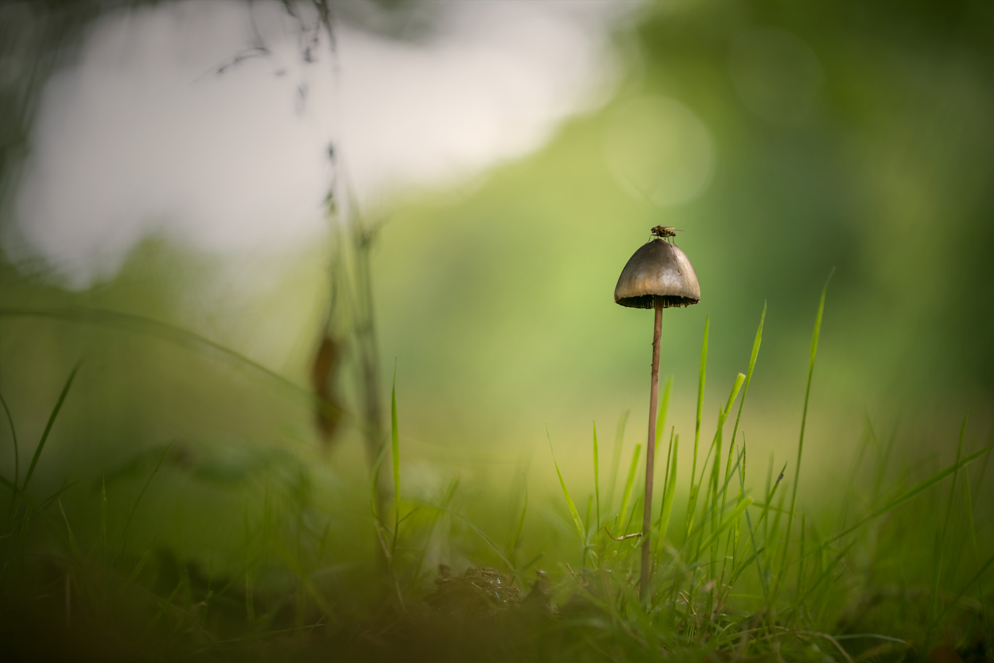 Sony a7R II + Canon EF 100mm F2.8L Macro IS USM sample photo. Fly on fungus photography