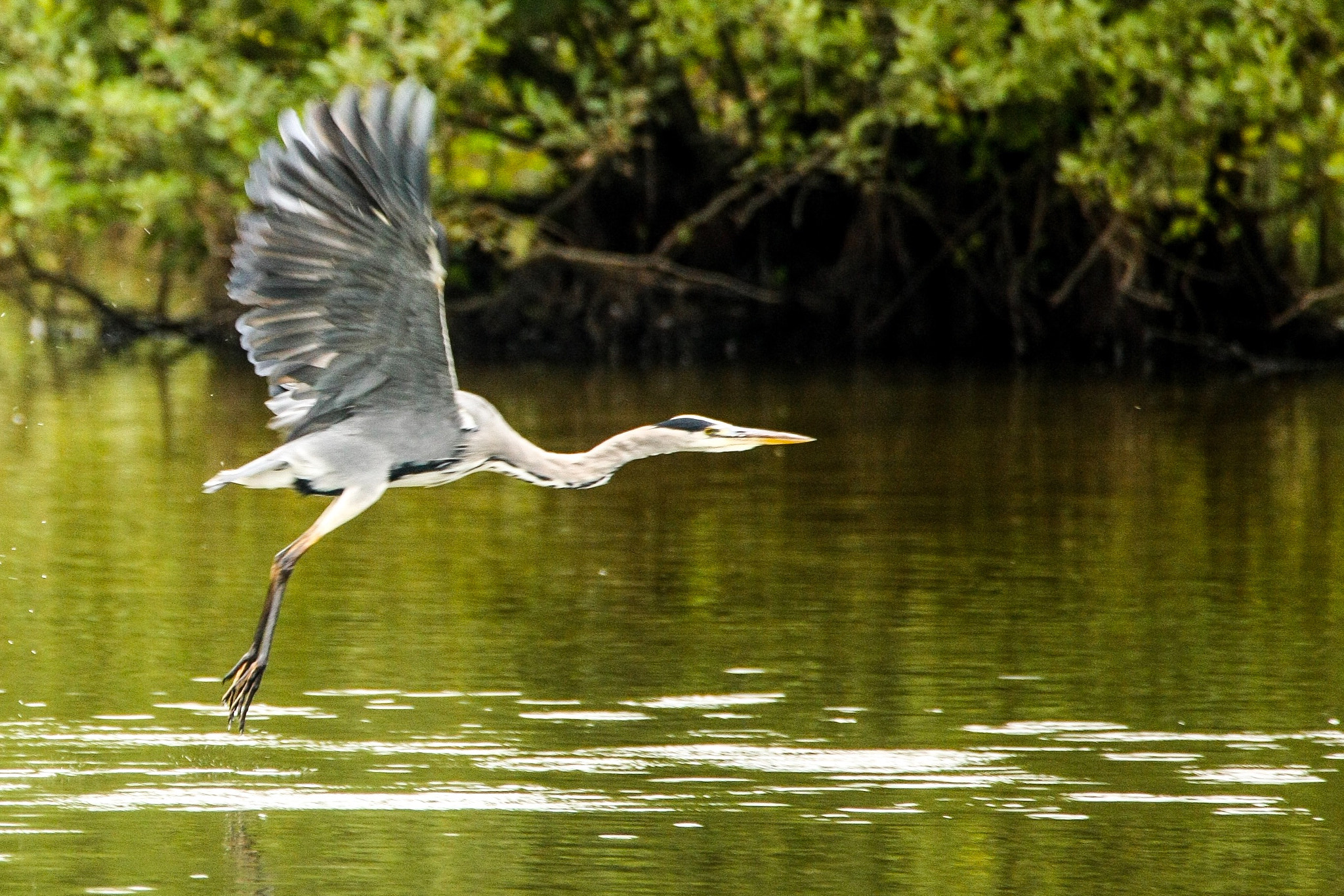 Canon EOS-1Ds Mark III sample photo. Grey heron photography