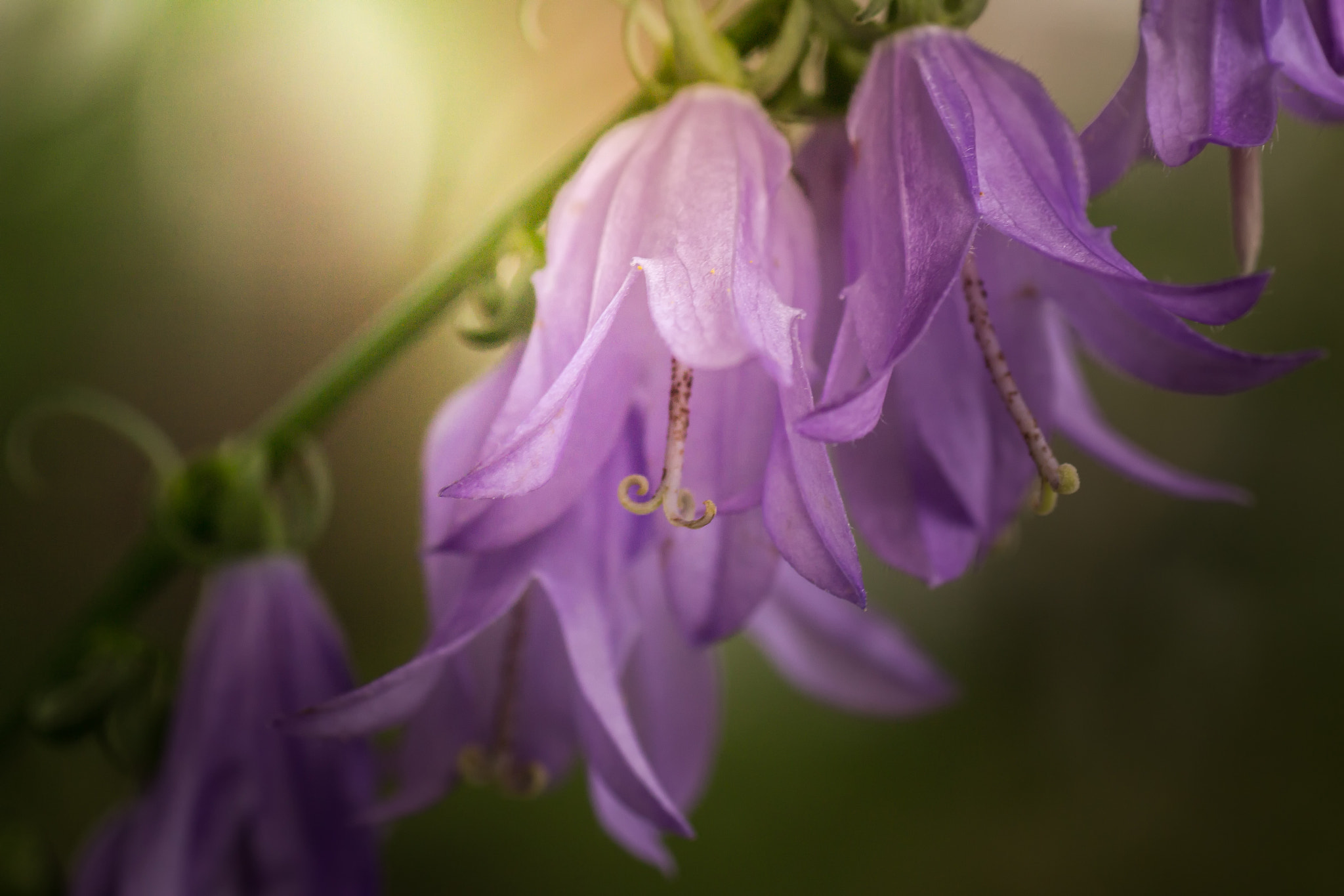Tamron SP AF 90mm F2.8 Di Macro sample photo. Sunstruck photography
